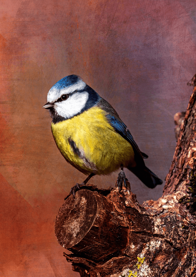 Watching Blue Tit