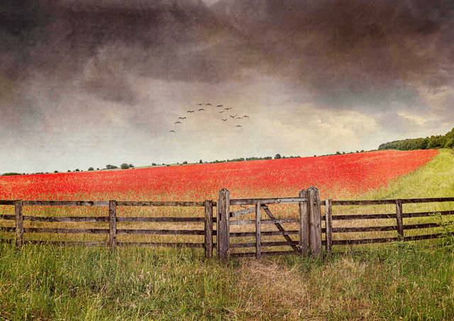 Cotswold Poppy Field