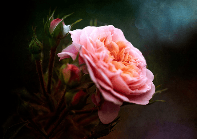 Rose