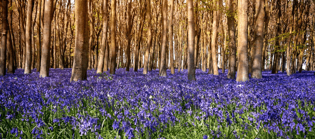 Bluebell Woods