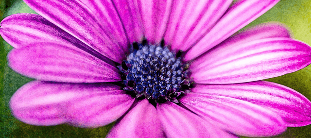 Osteospermum