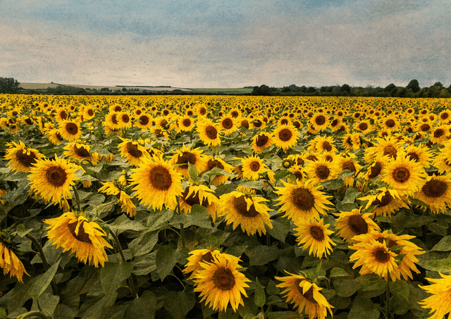 Sunflower