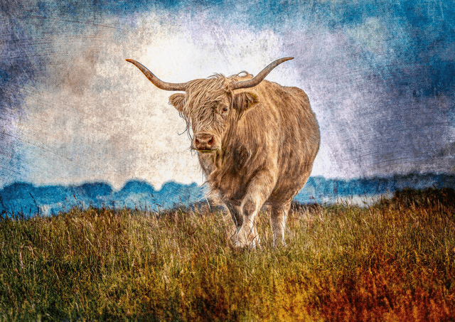 Highland Stroll