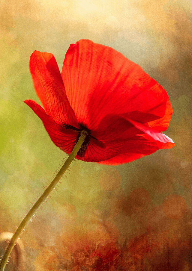 Poppy Portrait