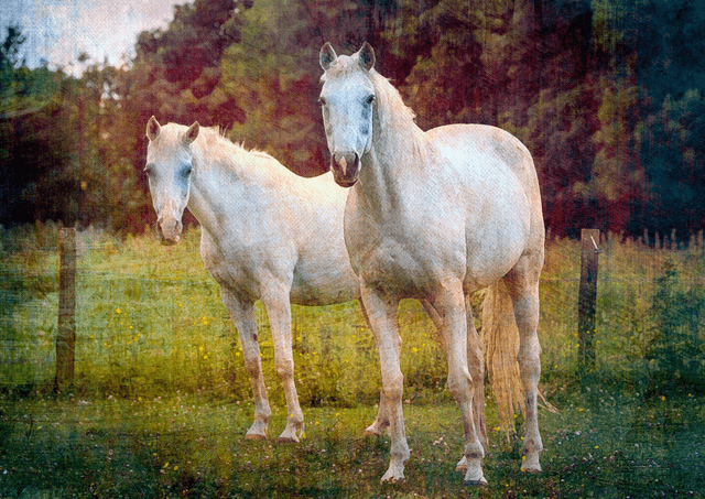 Horses
