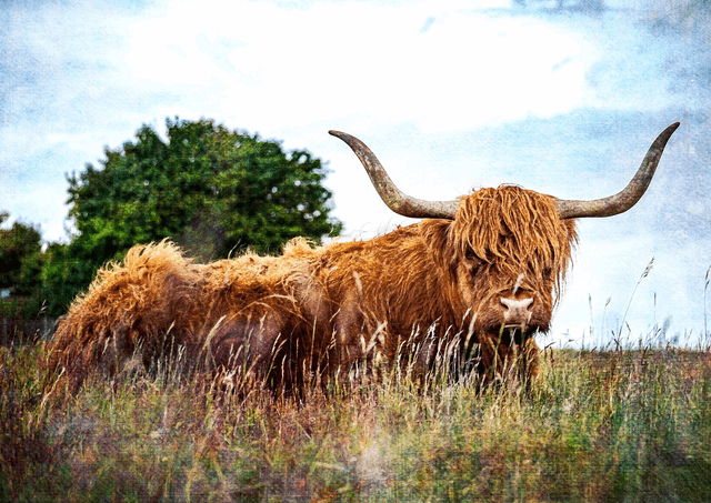 Resting Highland