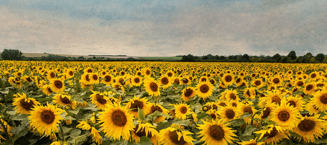Sunflower
