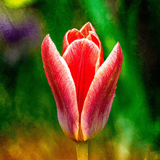 Tulip