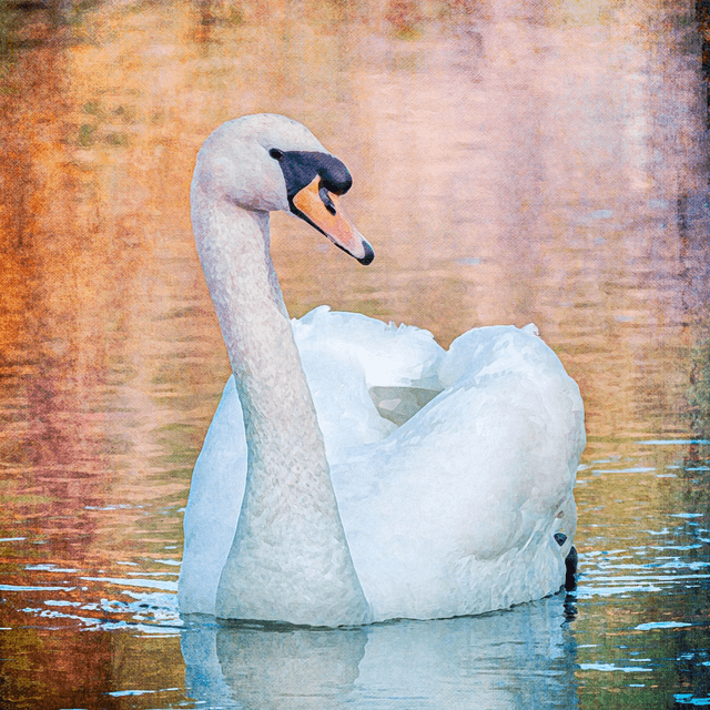 Swan Gliding