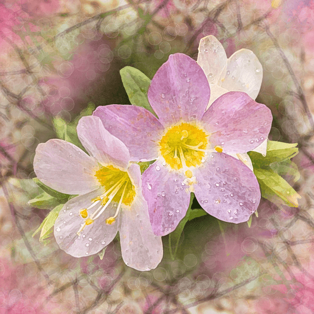 Blossom
