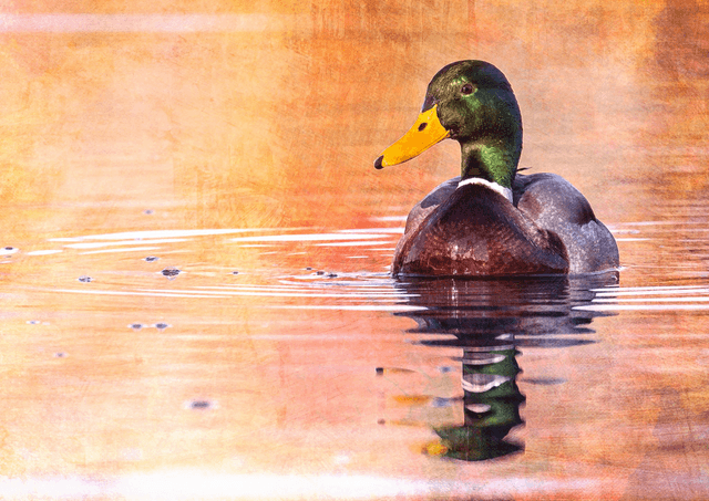 Mallard at Sunset