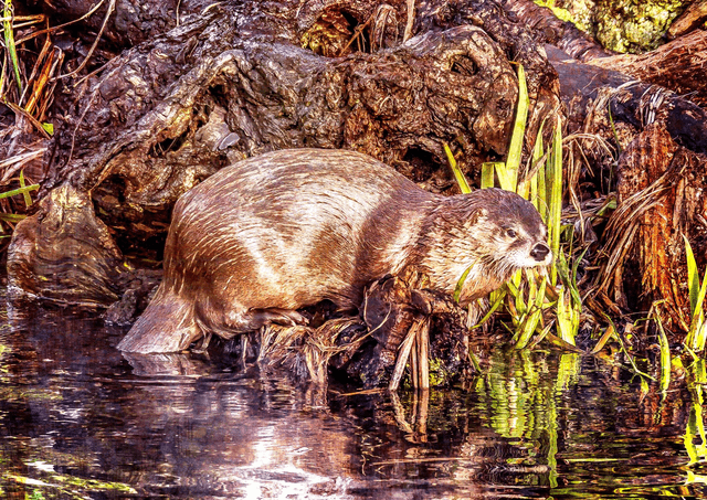Otter