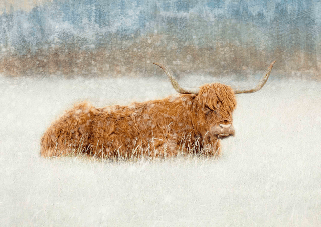 Highland Snow