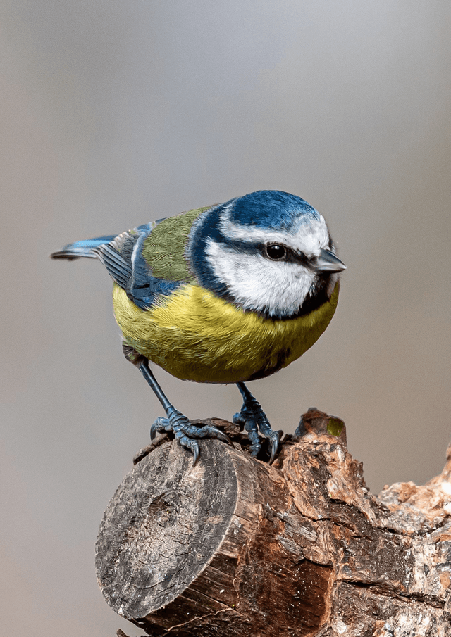 Blue Tit ready to take flight