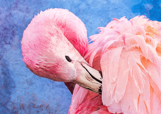 Flamingo Grooming
