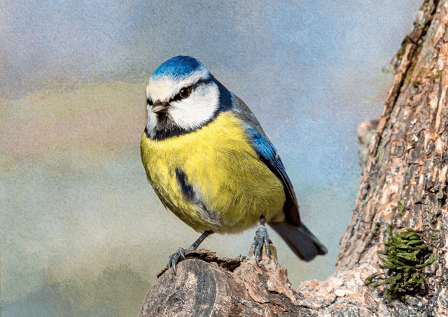 Blue Tit 