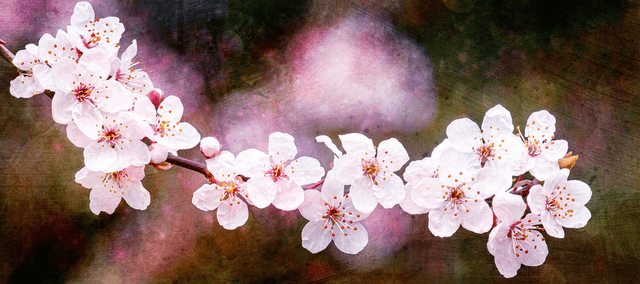 Blossom Tree