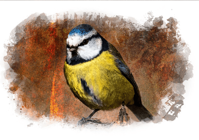 Blue Tit Framed