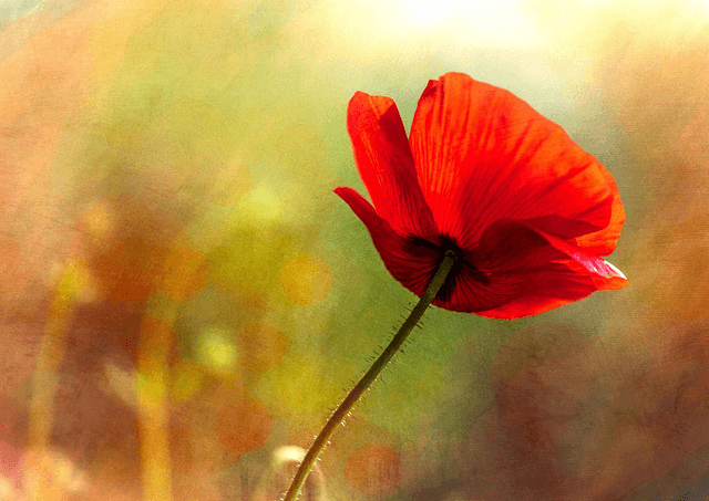 Poppy 