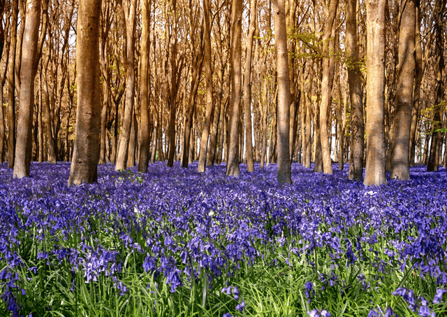 Bluebell Woods